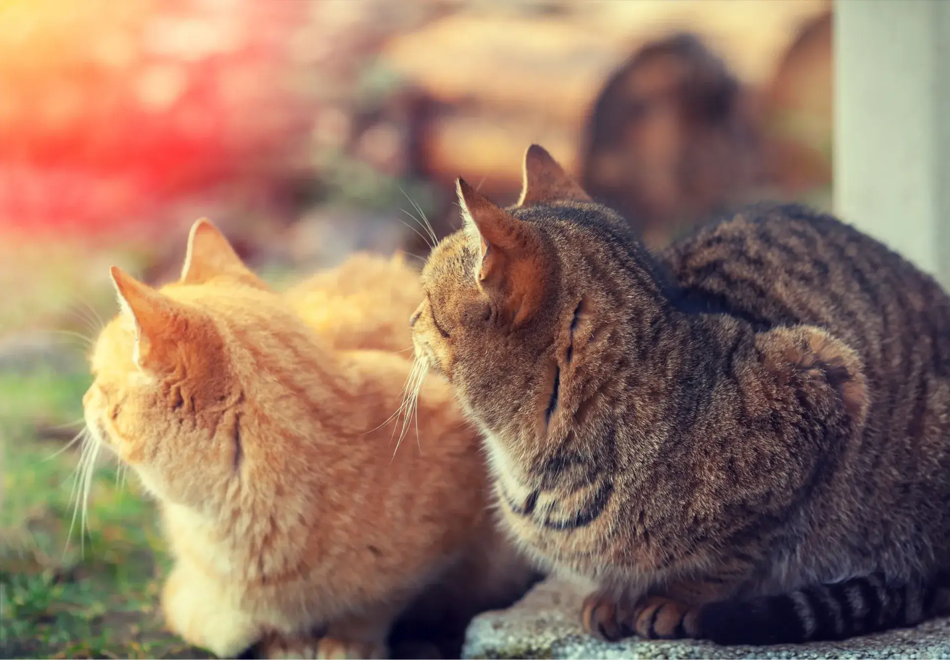 When a Pet Dies: Navigating Pet Loss with Other Animals in the Home